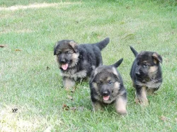 Prodáme štěňata NO s PP